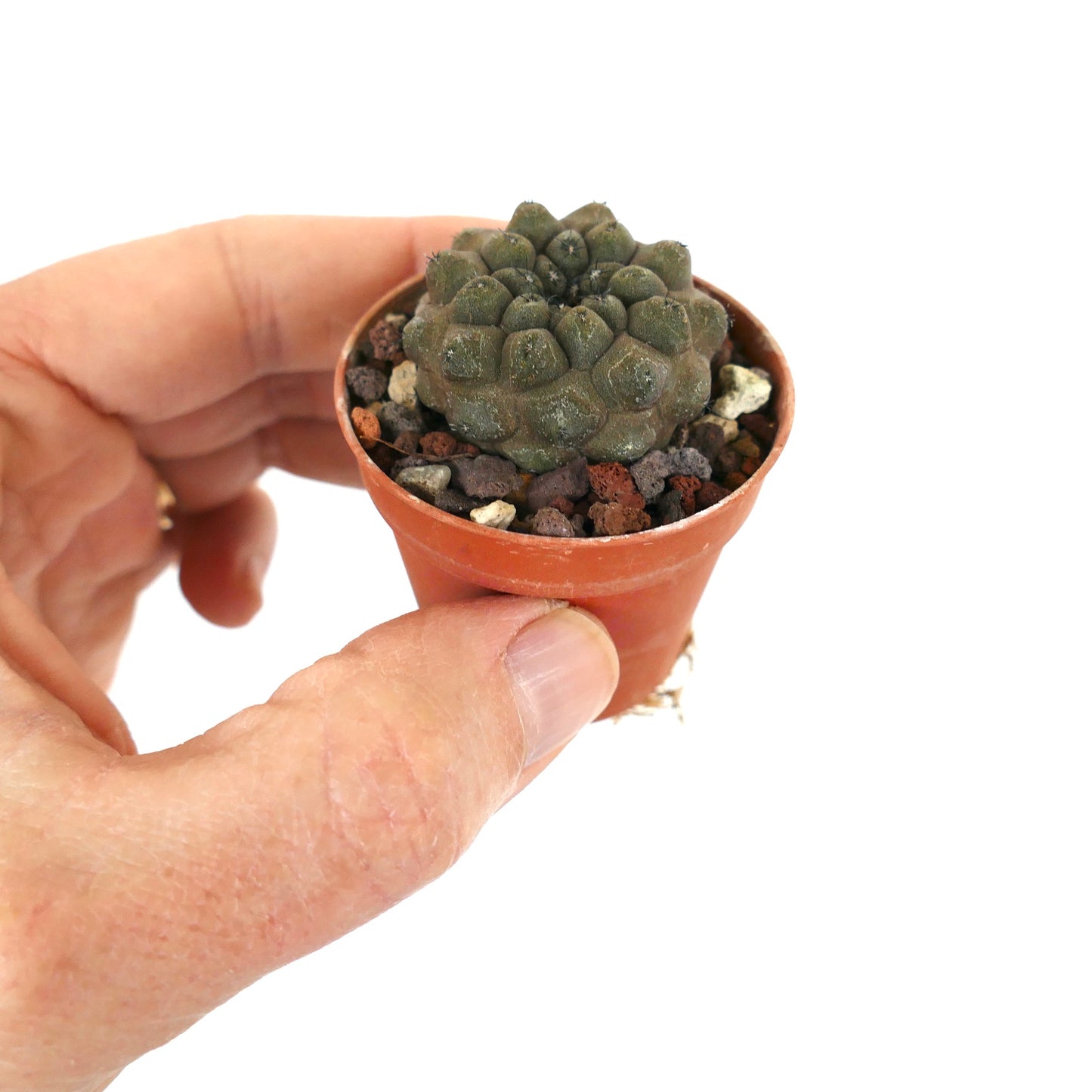 Copiapoa hypogaea KIKKO BROWN Z9