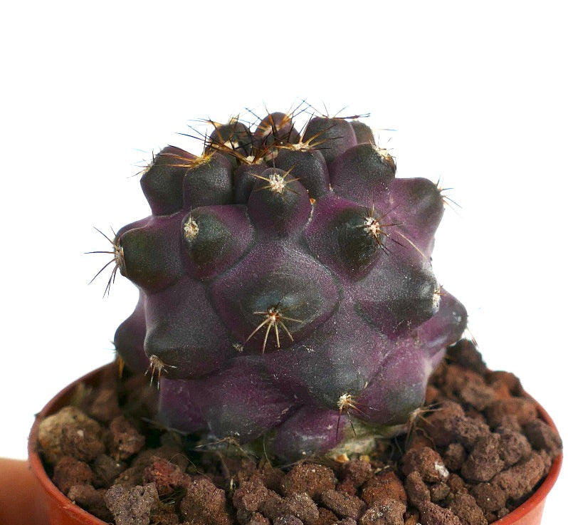 Copiapoa griseoviolacea XP3