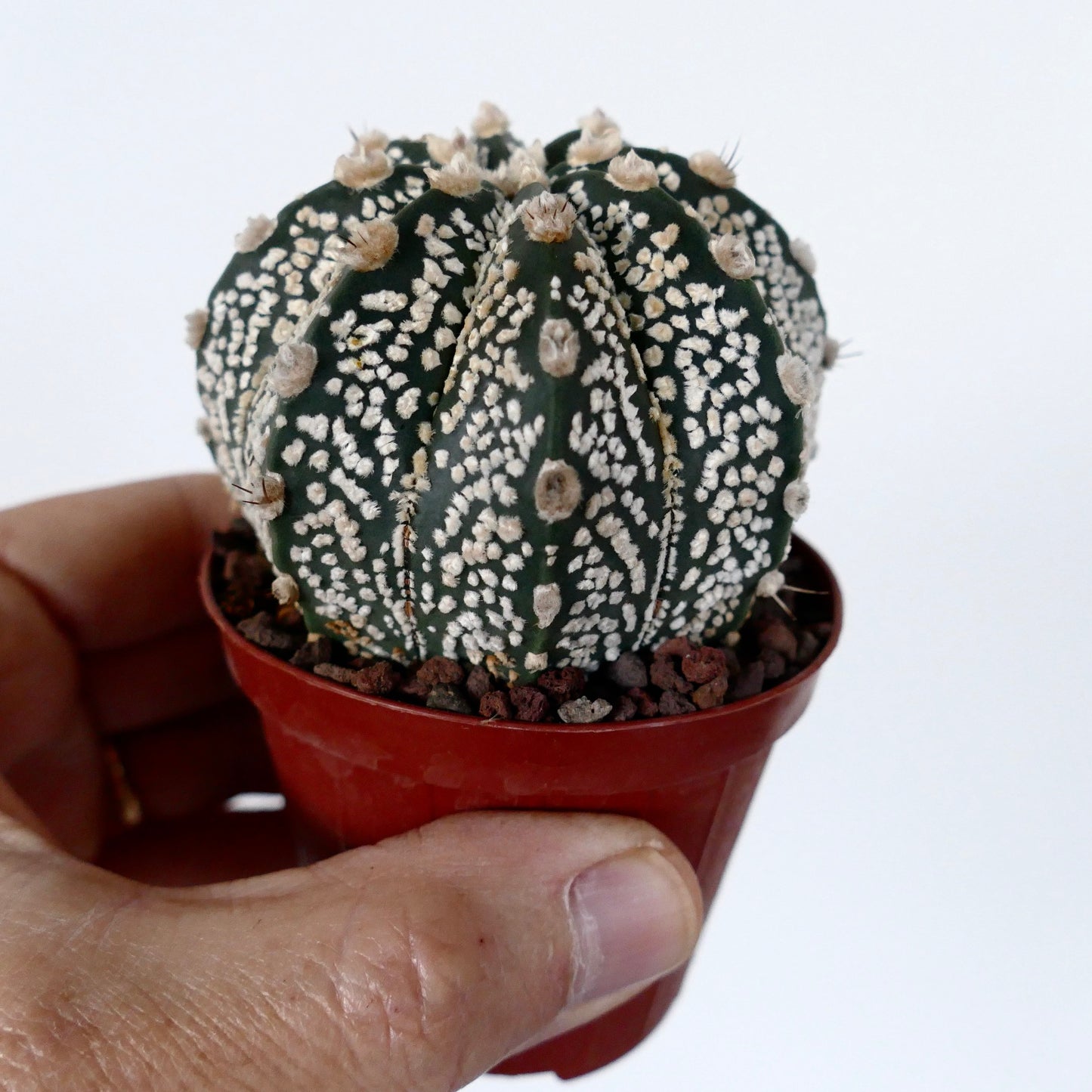 Astrophytum cv ONZUKA x SUPERKABUTO 35