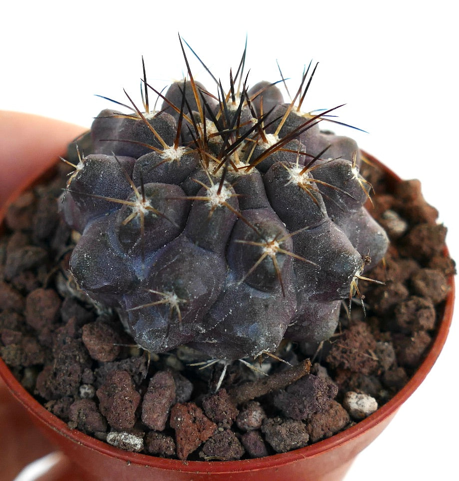 Copiapoa griseoviolacea X atacamensis 2K10