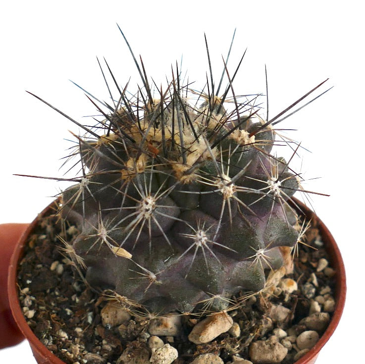 Copiapoa megarhiza var. borealis 55-2017