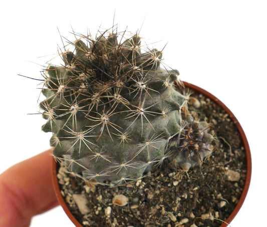 Copiapoa humilis A52