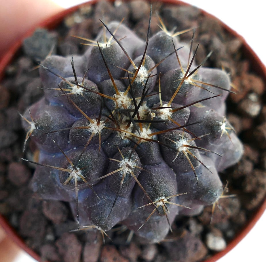 Copiapoa griseoviolacea X atacamensis 2K10