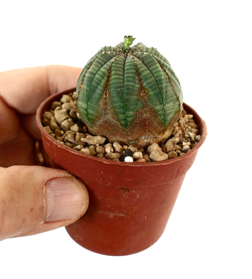 Euphorbia obesa 9E7-1018