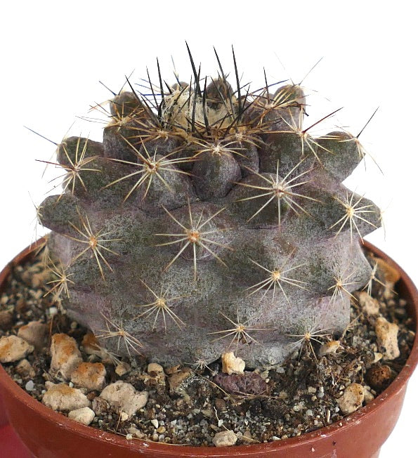 Copiapoa humilis XM2