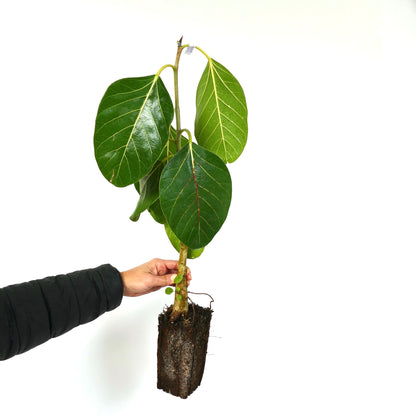 Ficus bengalensis 15-30cm