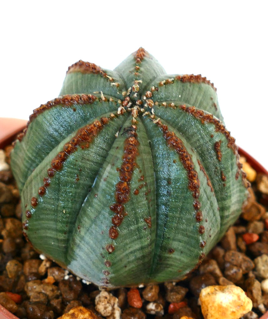 Euphorbia obesa WE207