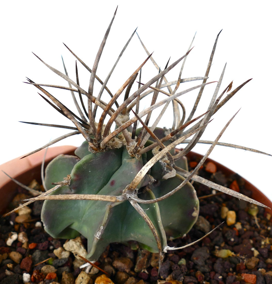 Astrophytum capricorne cv BUFFALO (syn. Taiho-gyoku) XH2