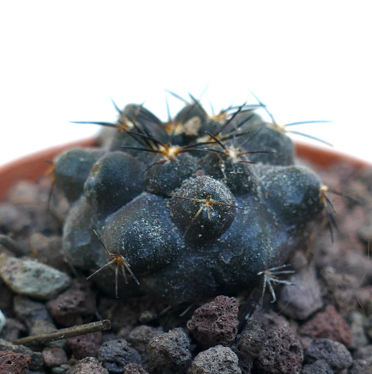 Copiapoa cinerea X griseoviolacea WE325