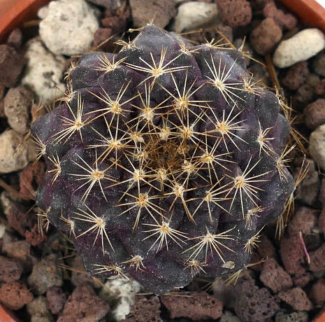 Copiapoa tenuissima SOUTH-EAST OF ANTOFAGASTA HE051-25