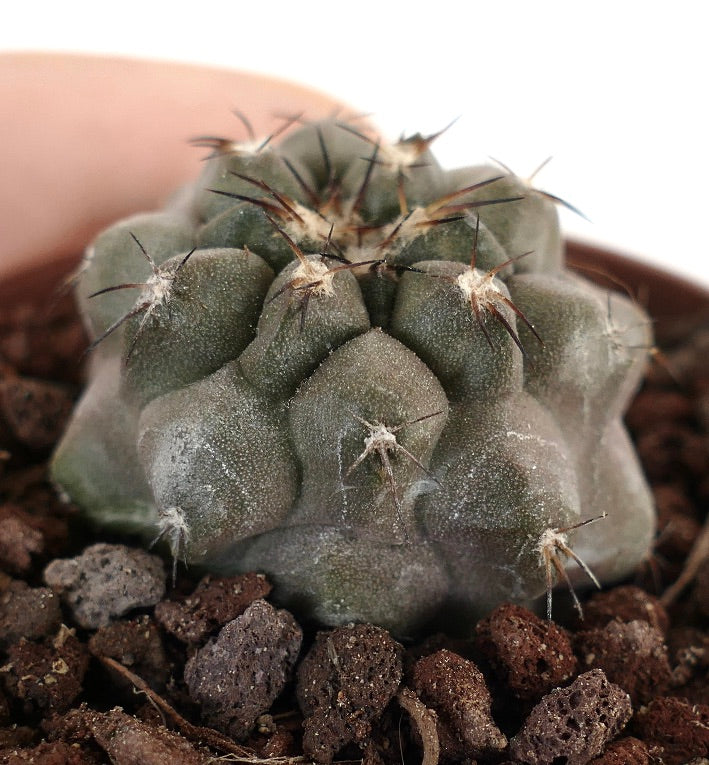 Copiapoa cinerea form nuda X Copiapoa cinerea KIKKO BZ