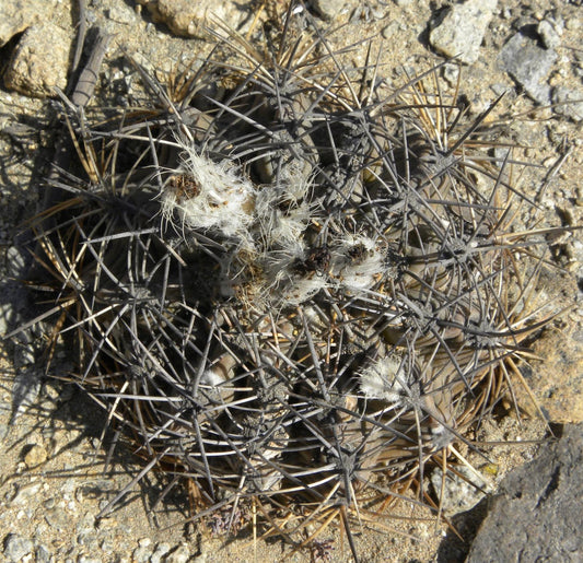 Neochilenia huascensis SEEDS