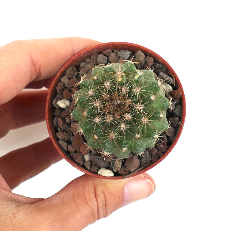 Copiapoa serpentisulcata LZ31