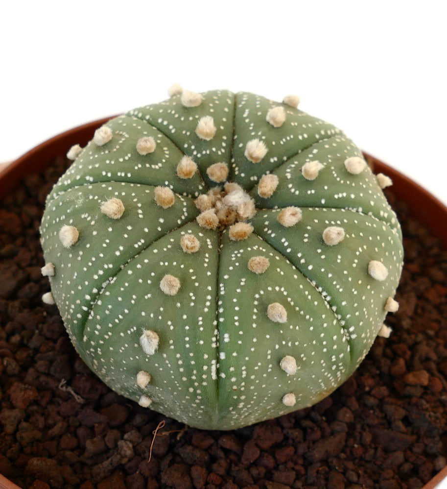 Astrophytum asterias JC3