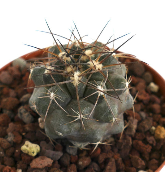 Copiapoa griseoviolacea X atacamensis PS8