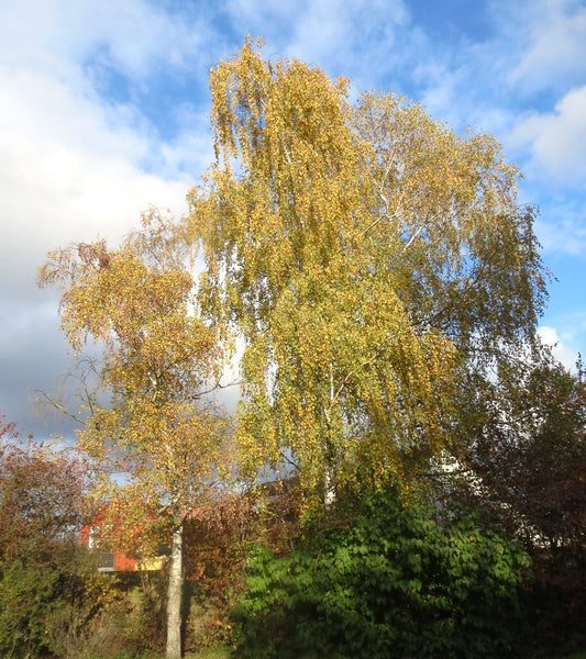 Betula pendula