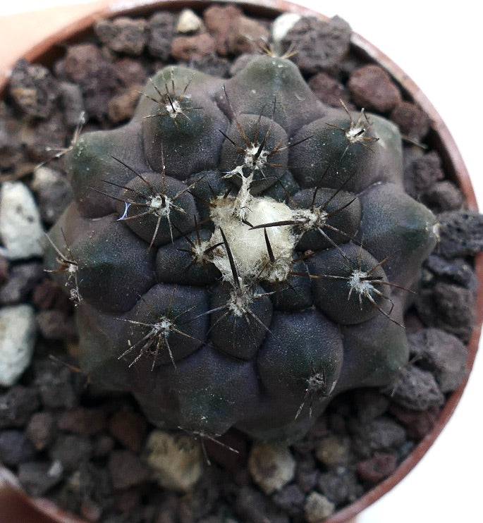 Copiapoa cinerea X Copiapoa hypogaea SPF4