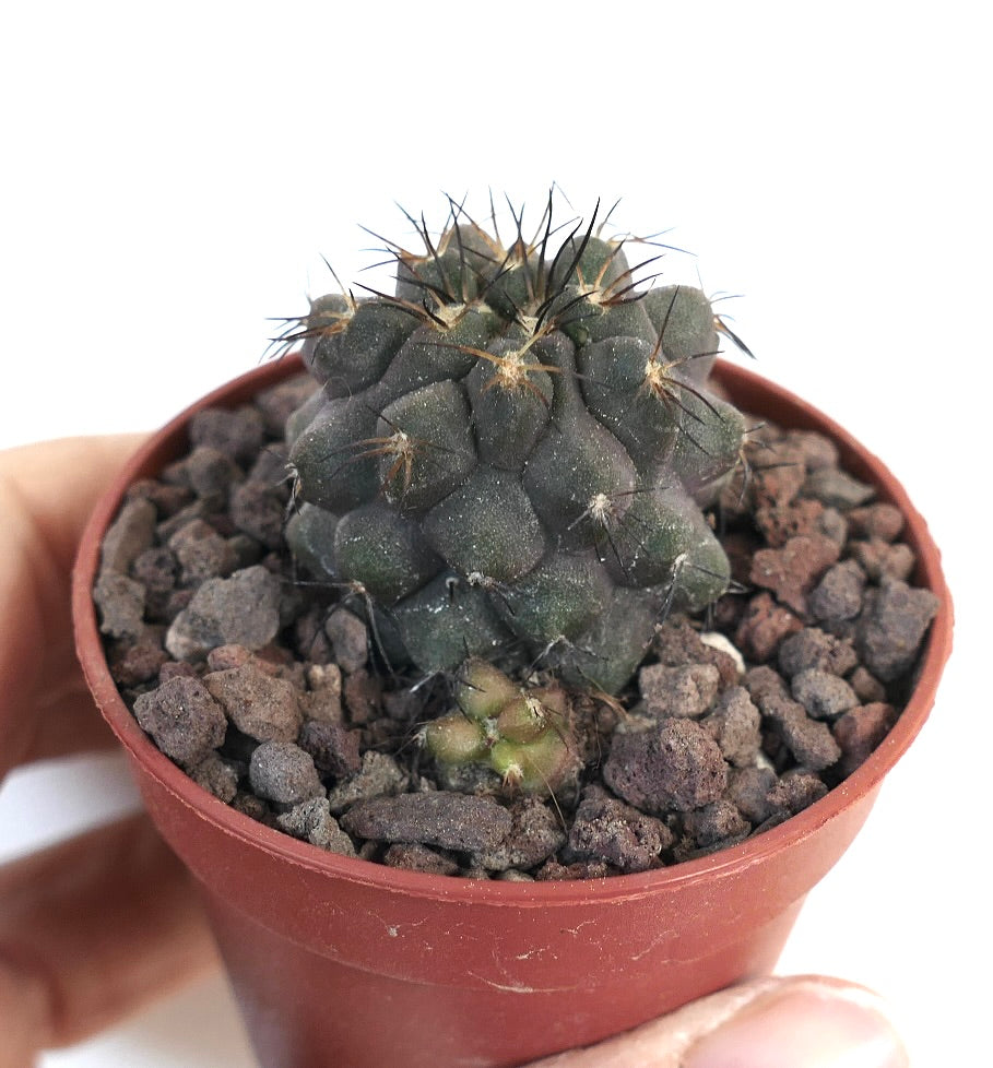 Copiapoa cinerea X Copiapoa serpentisulcata TSQ400