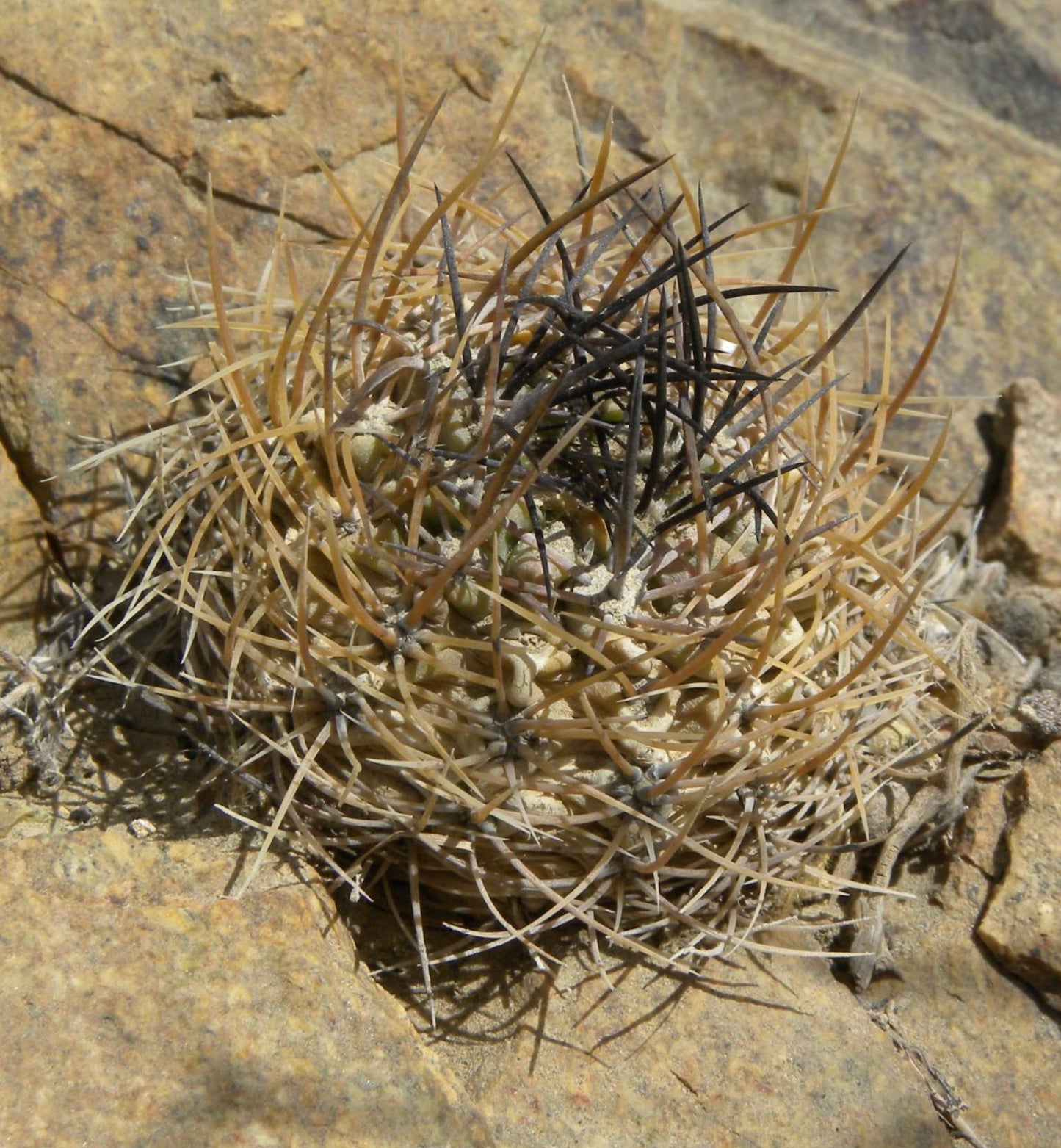 Neochilenia neohankeana var flaviflora SEEDS