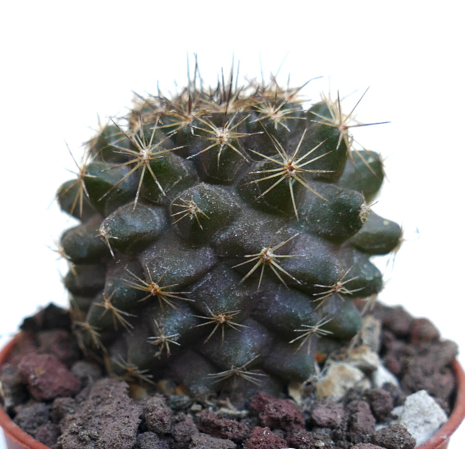 Copiapoa tenuissima WE323