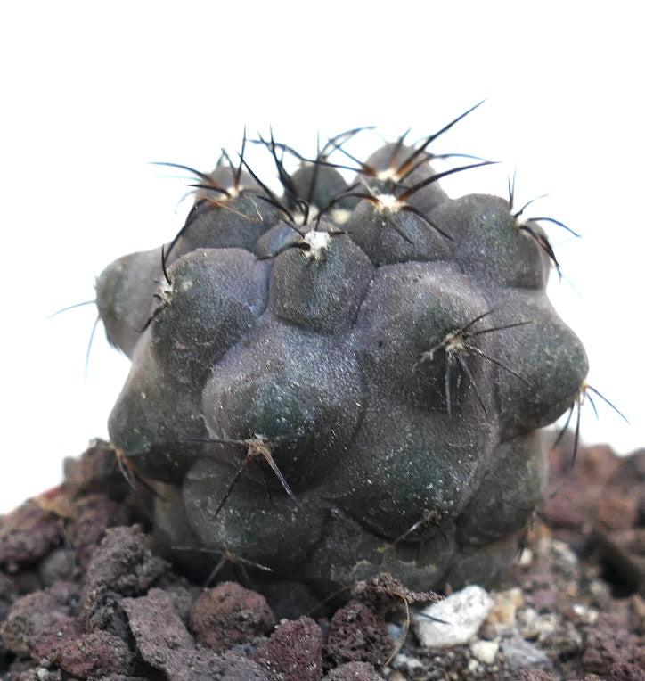 Copiapoa griseoviolacea X Copiapoa cinerea MPK44