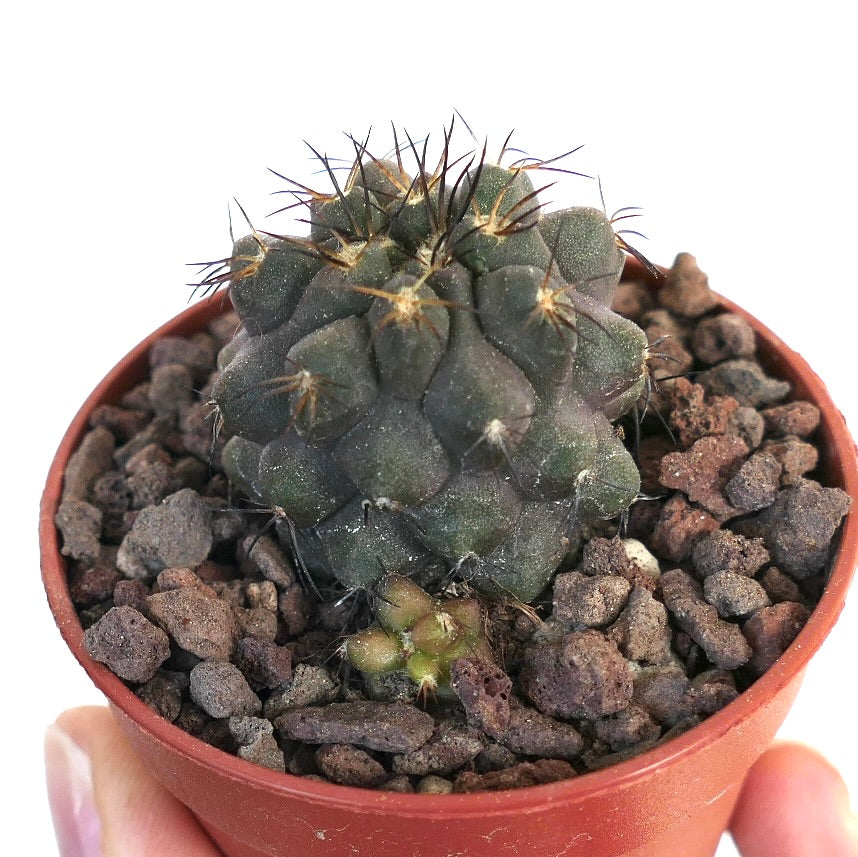 Copiapoa cinerea X Copiapoa serpentisulcata TSQ400