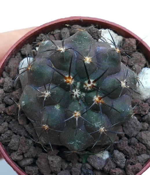 Copiapoa cinerea X griseoviolacea SPF1