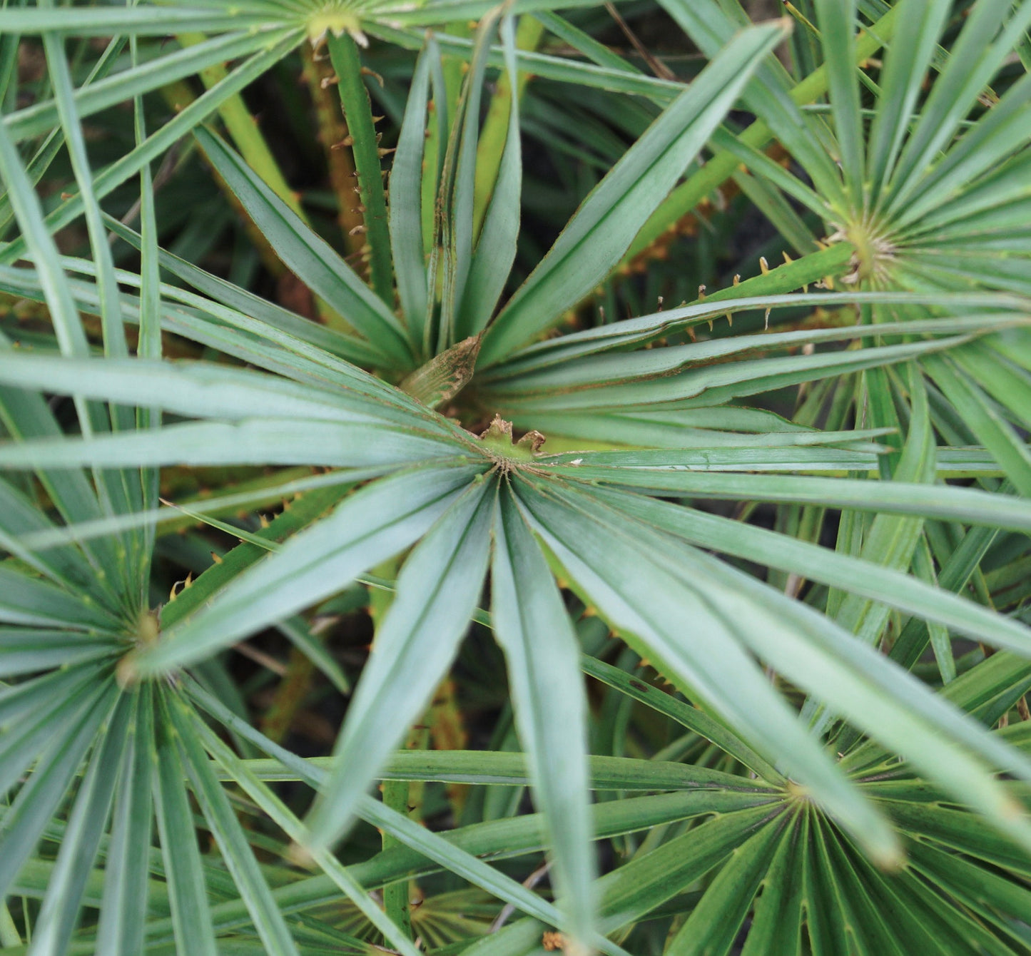 Chamaerops humilis var. cerifera SEMI