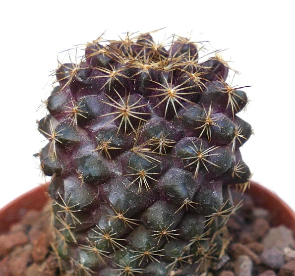 Copiapoa tenuissima SAB34