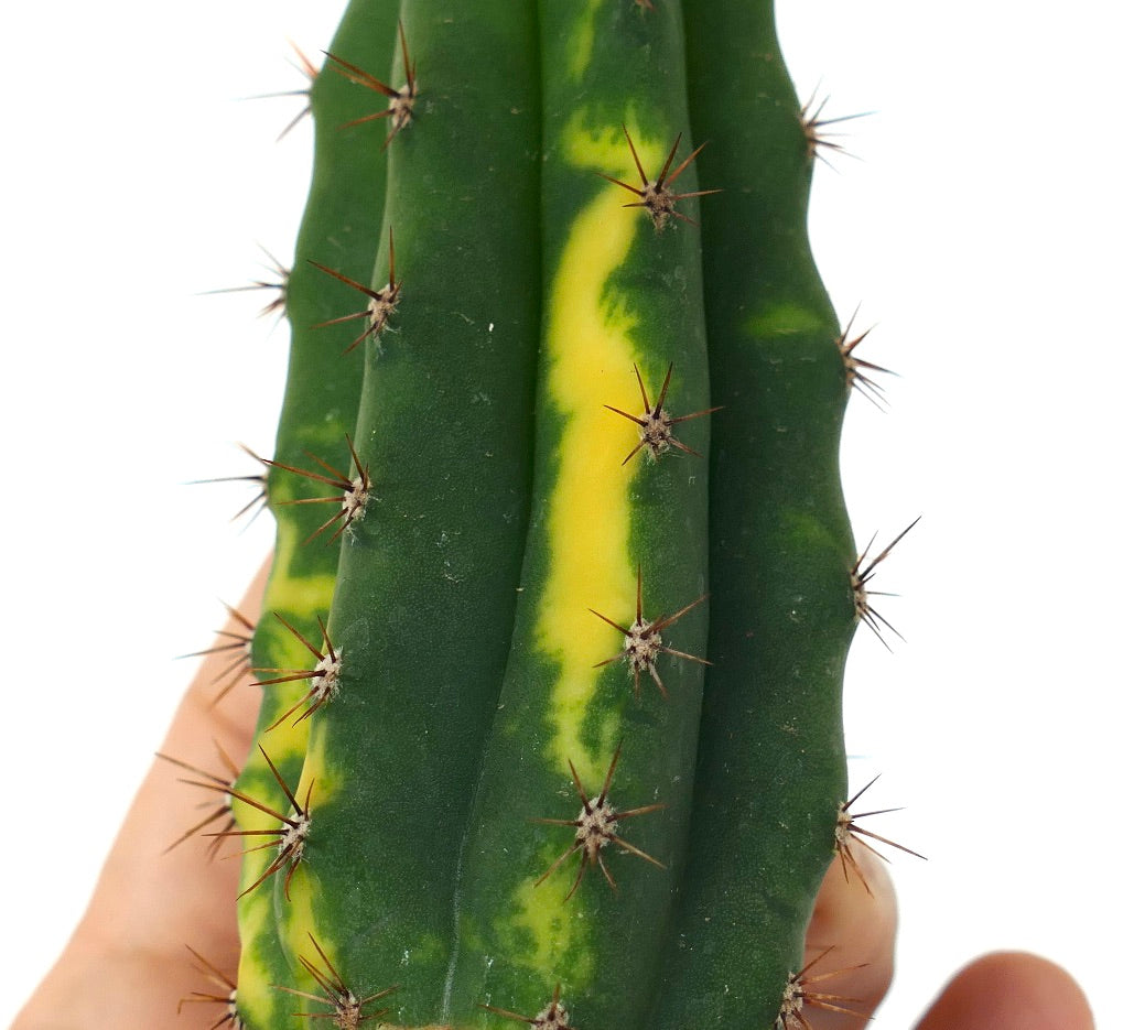 Cereus sp. NORTH of ZACATECAS VARIEGATA CUTTING