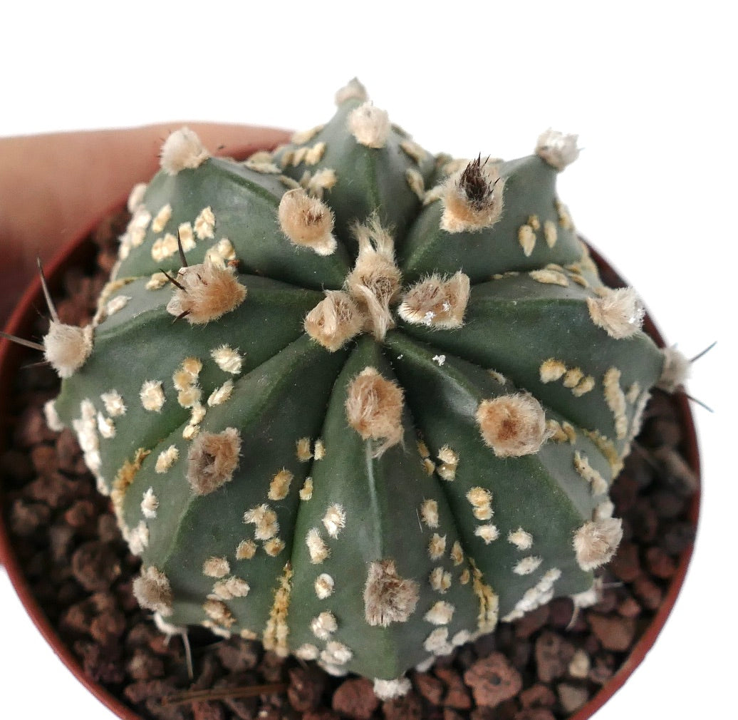 Astrophytum asterias OIBBO x SUPERKABUTO GOLDEN C274