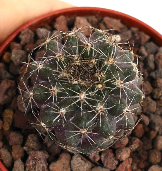 Copiapoa dura X cinerea VER14