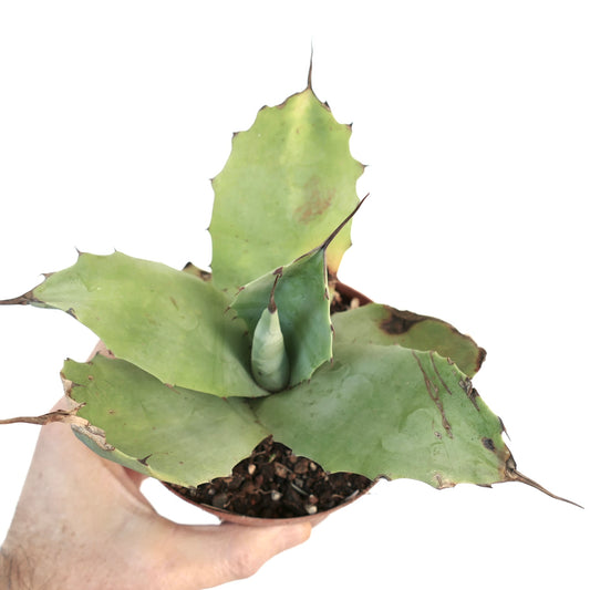 Agave bovicornuta X Agave parryi (Mr Corsi) 37ML