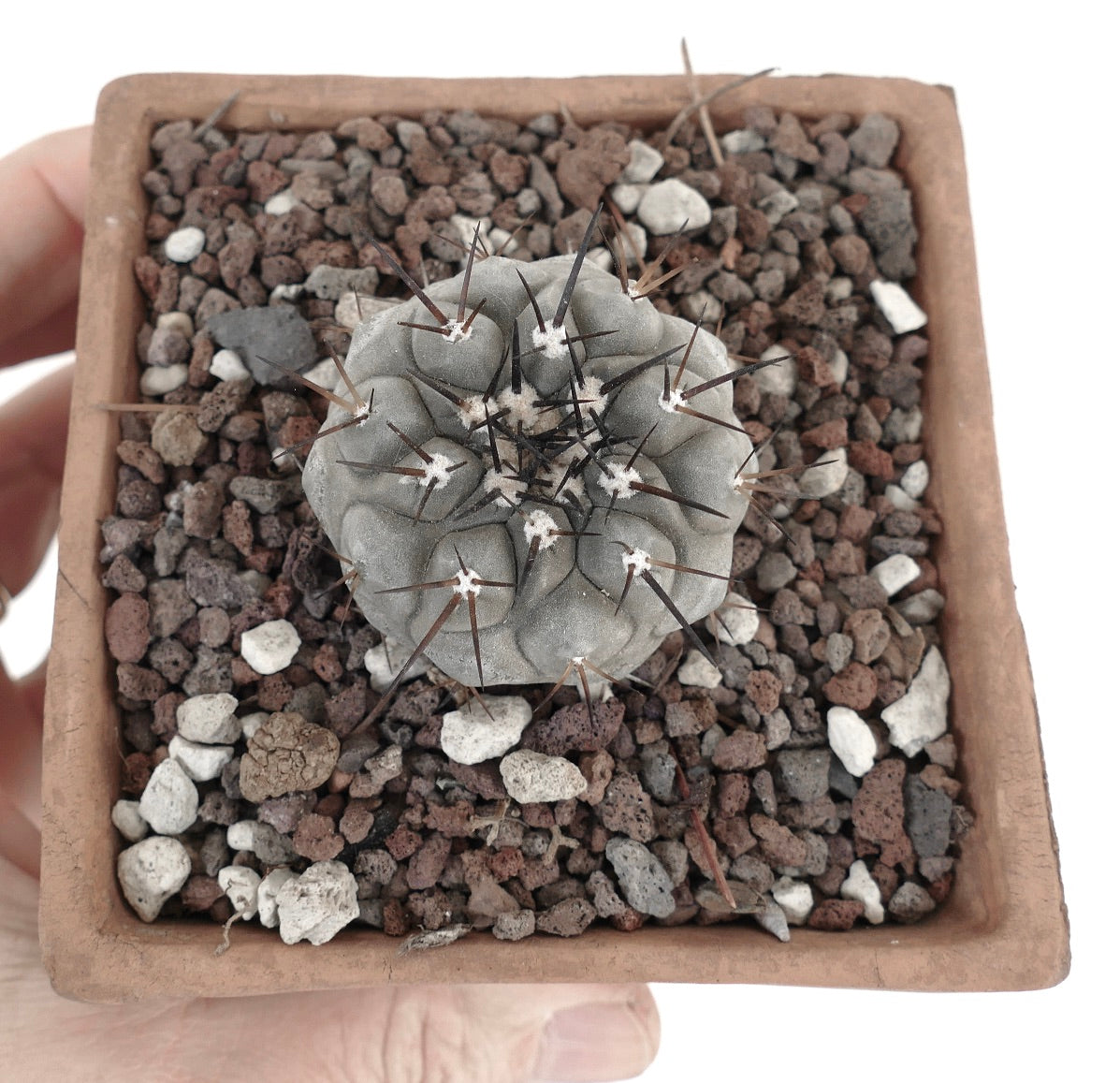 Copiapoa cinerea TALTAL 9E7-1018