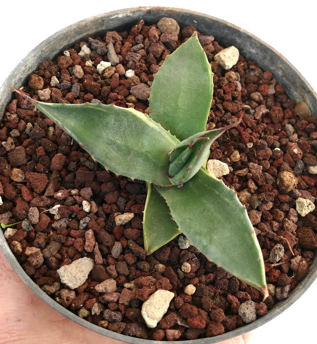 Agave asperrima VARIEGATA N771