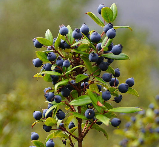 Myrtus communis var. tarentina 20-40cm