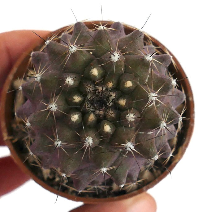 Copiapoa humilis FDN1