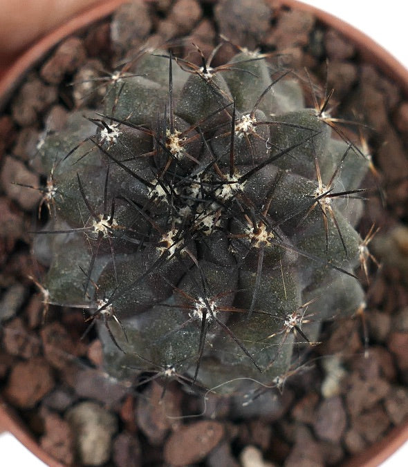 Copiapoa cinerea x atacamensis 81J