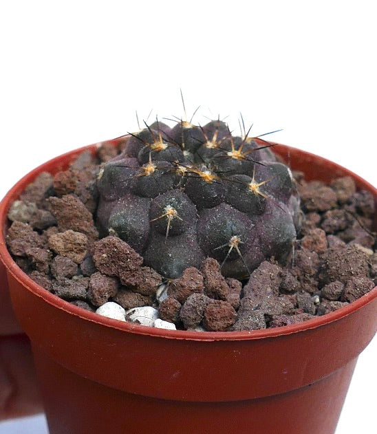 Copiapoa griseoviolacea X serpentisulcata TT2