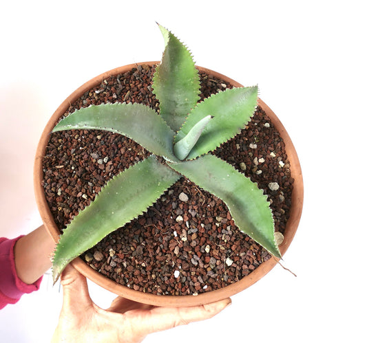 Agave gypsophila SELECTED specimen 32cm RMOT