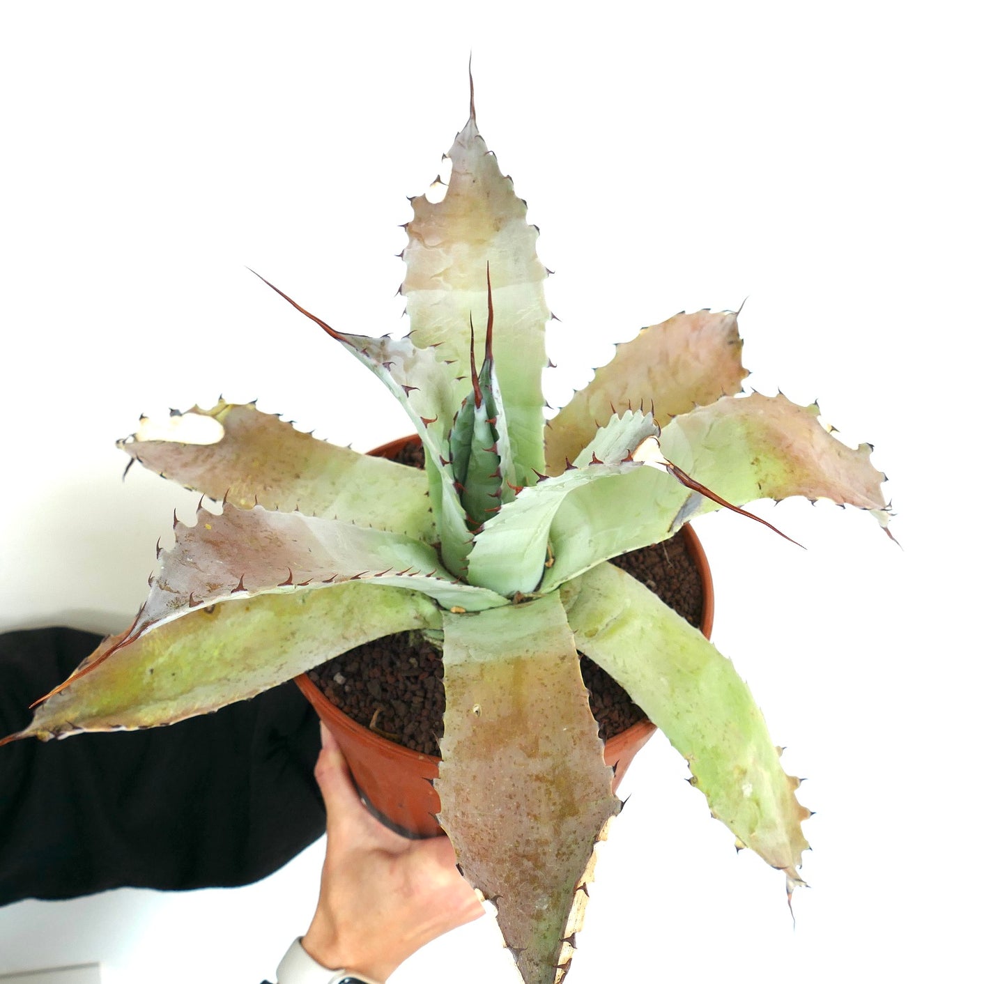 Agave (f3 hybrid) pachycentra X bovicornuta x eborispina B33