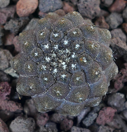 Copiapoa hypogaea USP63