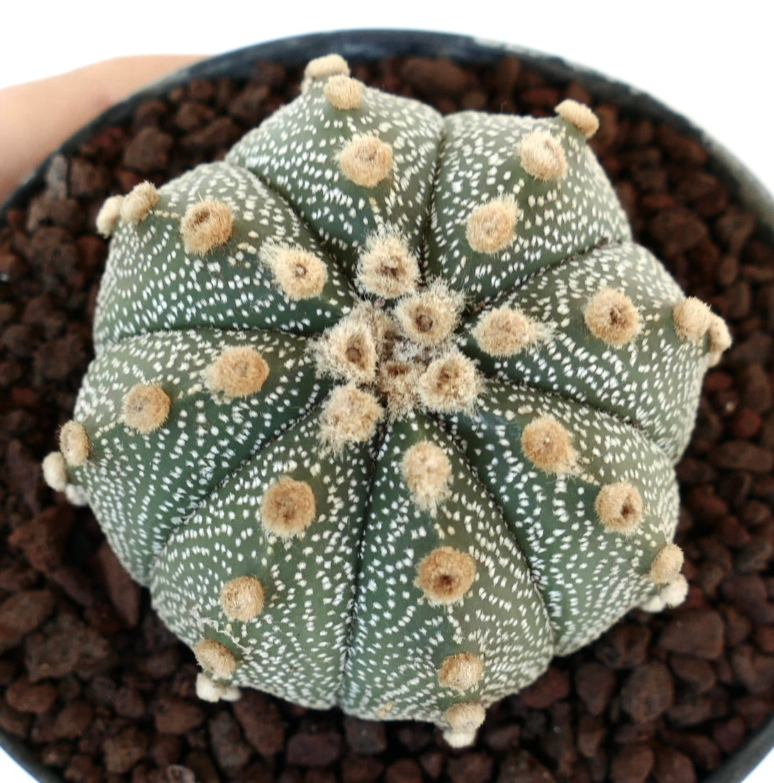 Astrophytum asterias cv OIBBO TG36