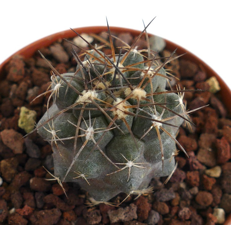 Copiapoa griseoviolacea X atacamensis PS8