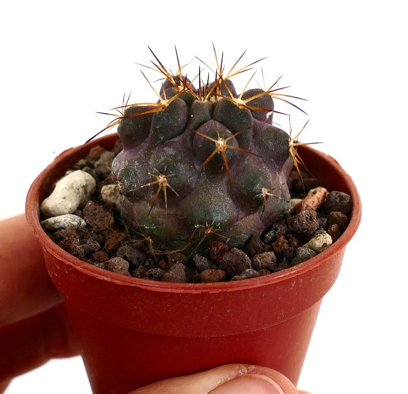 Copiapoa griseoviolacea X serpentisulcata 28M