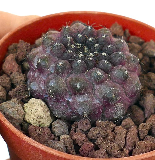 Copiapoa hypogaea 4T3SM