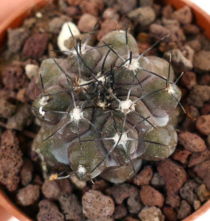 Copiapoa cinerea X griseoviolacea 1TS