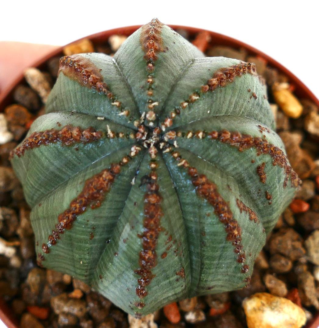 Euphorbia obesa WE207