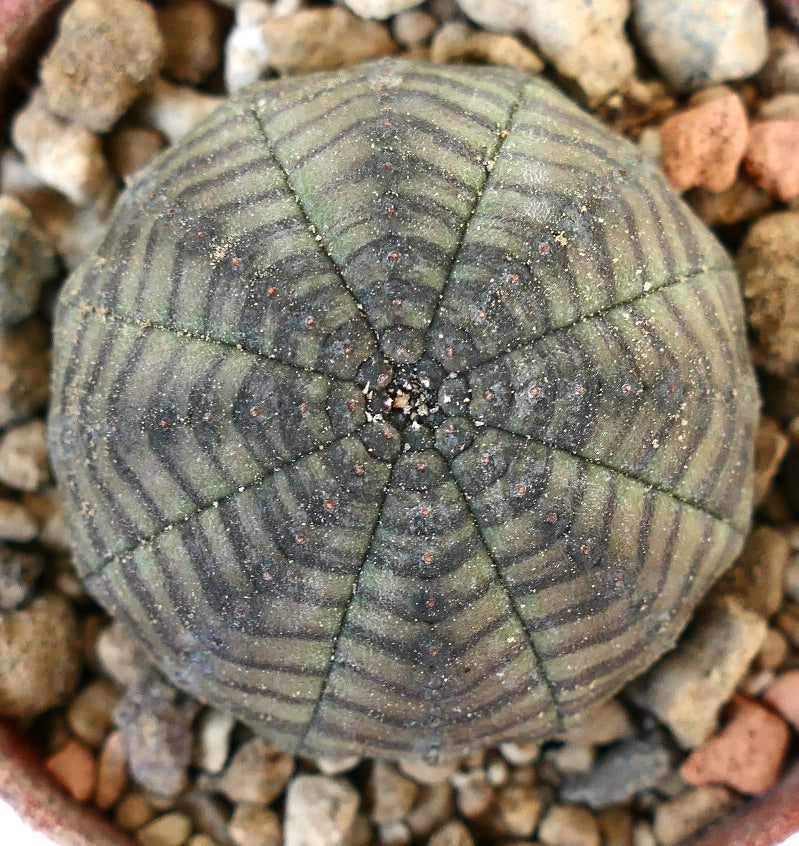 Euphorbia symmetrica IK5