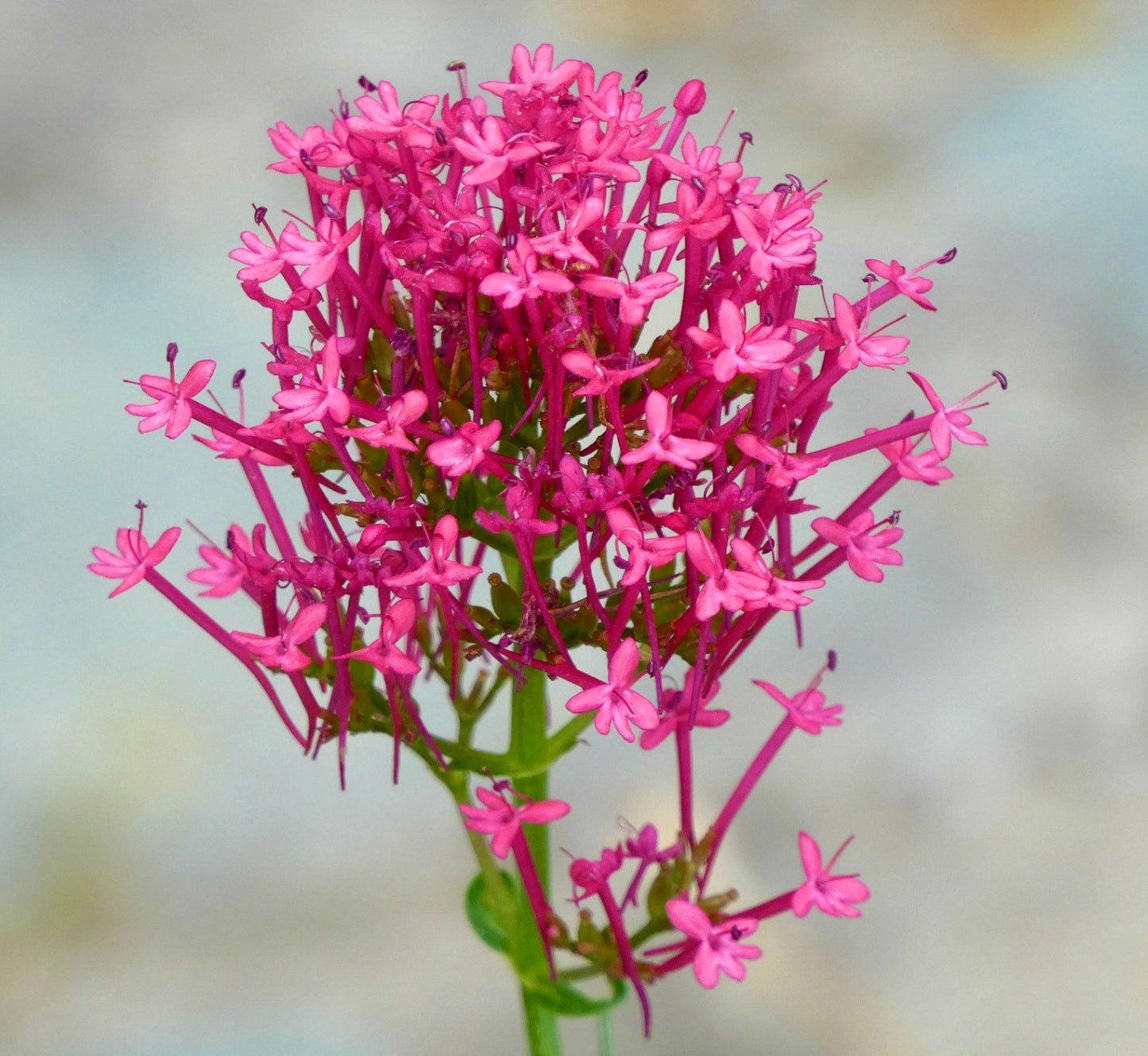 Centranthus ruber SEEDS